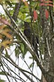 Rusty-breasted cuckoo