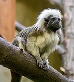 Cotton-top tamarin