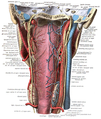 After leaving the skull, the hypoglossal nerve spirals around the vagus nerve and then passes behind the deep belly of the digastric muscle.