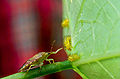 斑腹刺益蝽（Podisus maculiventris）捕食食植瓢虫的幼虫