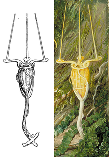 Left: Beccari's original illustration. Right: Marianne North's painting based on the original illustration.