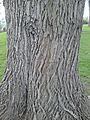 Bark of 'Vegeta', Inverleith Park, Edinburgh