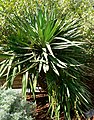 Yucca recurvifolia