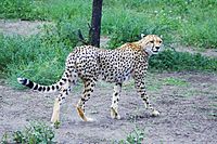 A cheetah in the Serengeti prairies.