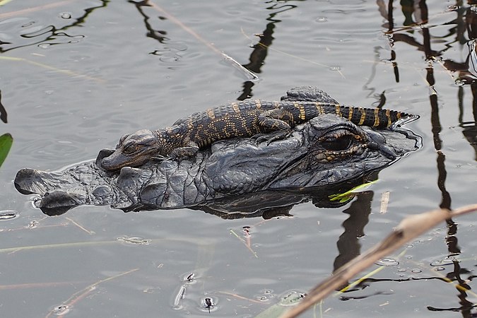 图为在成年鳄上休息的幼年美国短吻鳄，摄于美国佛罗里达州。