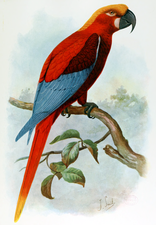 牙买加红鹦鹉