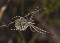 Ventral side of a female