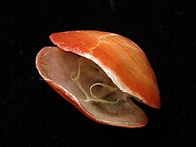 Photograph of the orange shell