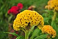 Celosia cristata