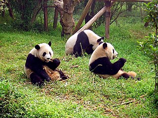 成都大熊猫繁育研究基地内的大熊猫