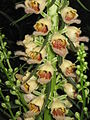 Digitalis ferruginea close-up