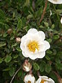 Dryas octopetala double