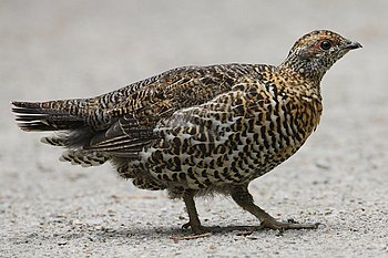 Spruce Grouse