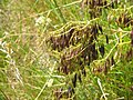 Isatis tinctoria fruits