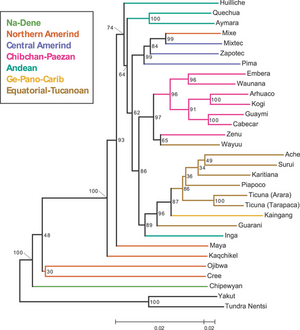 An autosomal genetic tree showing some neighbour-joining relationships within Amerindian peoples