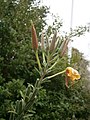 Oenothera glazioviana buds