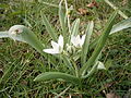 Ornithogalum balansae