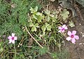 Oxalis articulata