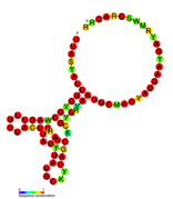 Listeria snRNA rli45: Predicted secondary structure taken from the Rfam database. Family RF01475.