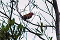 Scarlet-hooded barbet (used 94x)