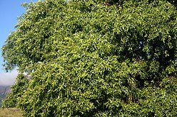 Dense leafy canopy