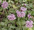 Valeriana arizonica