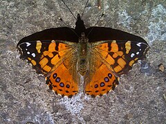 Vanessa carye, western painted lady