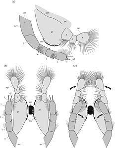Diagram of the mandibles (light grey) and maxillae (dark grey) of Waptia in side-on (top) and from below (bottom) with the two versions showing movement range of the appendages.