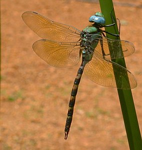 Anax immaculifrons male