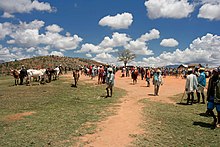 Dozens of men and Zebu cattle mill about in a grassy valley