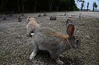 大久野岛上的野生穴兔