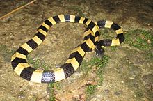 Banded krait, Cat Tien National Park