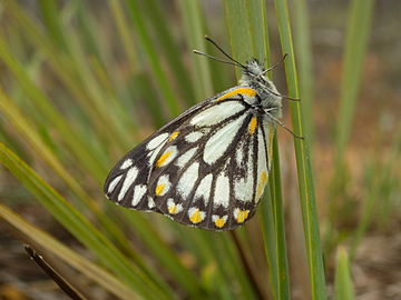 爪哇贝粉蝶 Belenois java