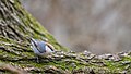 Brown-headed Nuthatch, Decatur Cemetery, GA