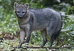 Crab-eating fox in the forest