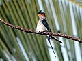 Crested Tree Swift