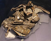 保存的正模标本颅骨