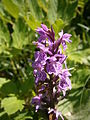 Dactylorhiza maculata