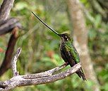 Sword-billed hummingbird perching on branch