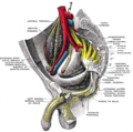 Sacral plexus of the right side. (Hemorrhoidal branch of pudic labeled at bottom right.)