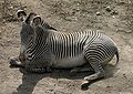 Grevy's Zebra