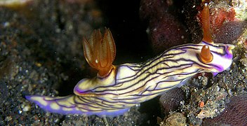 Hypselodoris zephyra（英语：Hypselodoris zephyra）