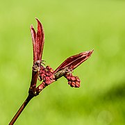 Acer palmatum (SDG 15) [38]