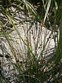 Juncus filiformis