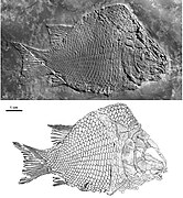 The basal ginglymodian Kyphosichthys (Kyphosichthyiformes) from the Middle Triassic of China