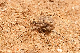 Lycosidae female carrying young