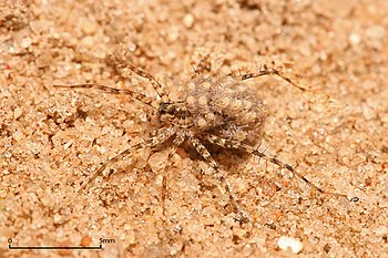 Female wolf spider