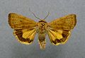 Least yellow underwing Noctua interjecta Noctuinae