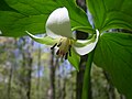 點頭延齡草(Trillium cernuum)