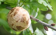 An oak apple gall; often confused with the oak marble gall: the brown areas are scale remnants from the bud.